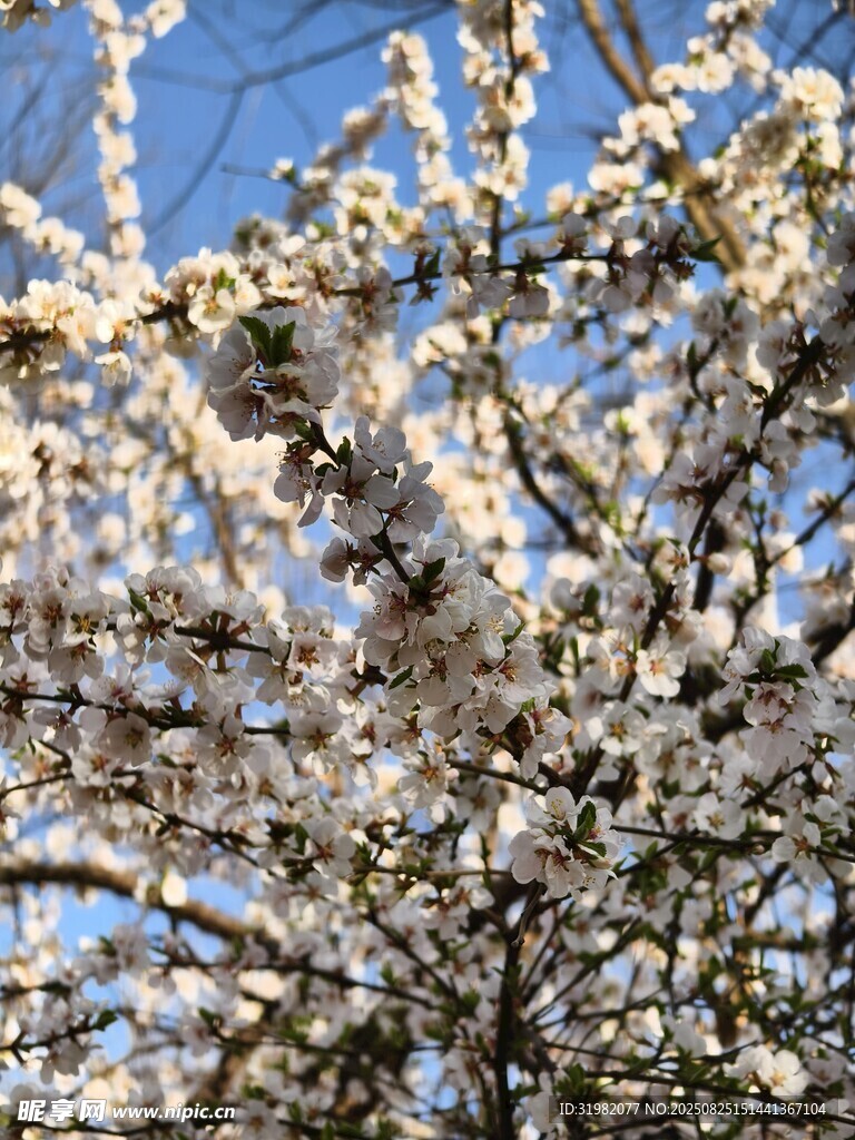 春日繁花滿枝的爛漫景象