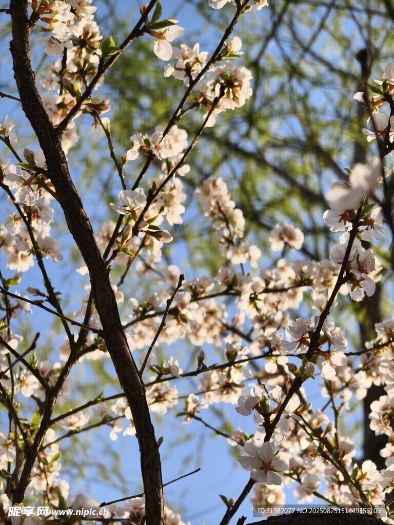 春日繁花枝頭綻放