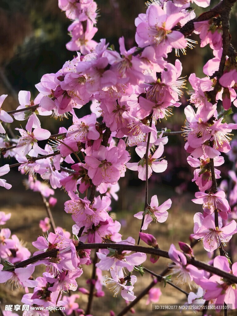 盛開(kāi)的粉色爛漫櫻花