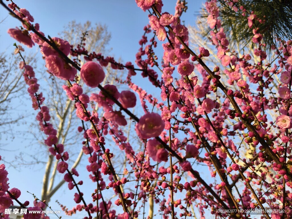 枝頭紅梅綻放