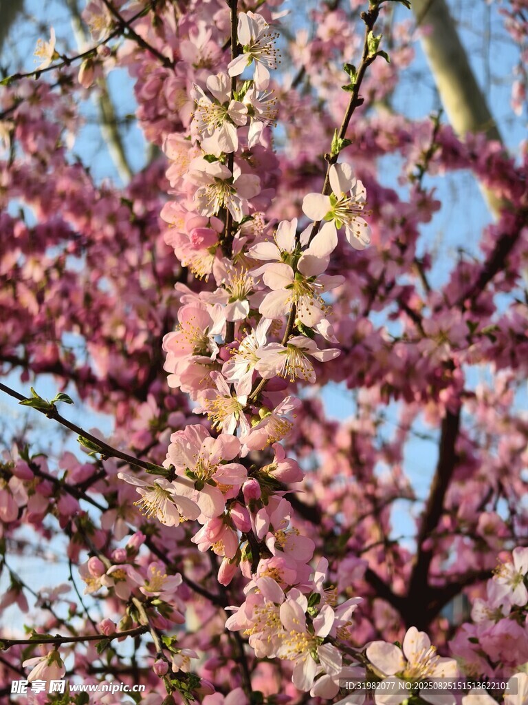 枝頭繁花綻放