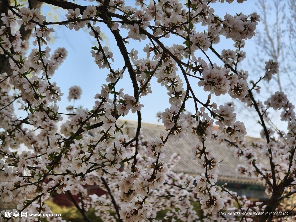 春日繁花盛開的樹枝