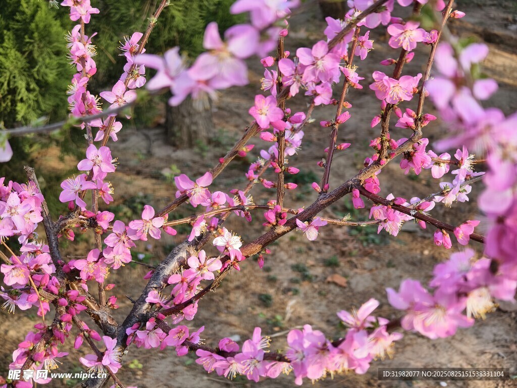 綻放的粉色花枝
