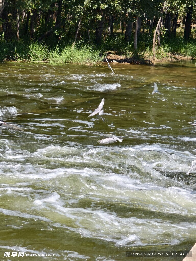 湍急河流上飛翔的鳥兒