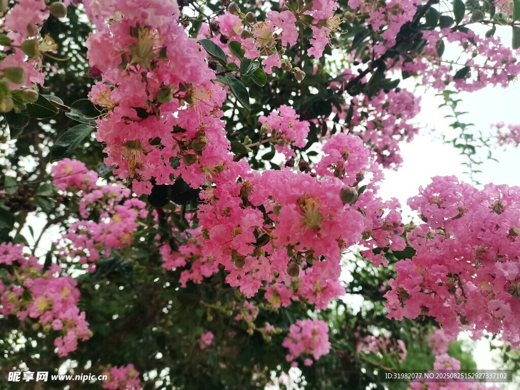 盛開(kāi)的粉色繁花