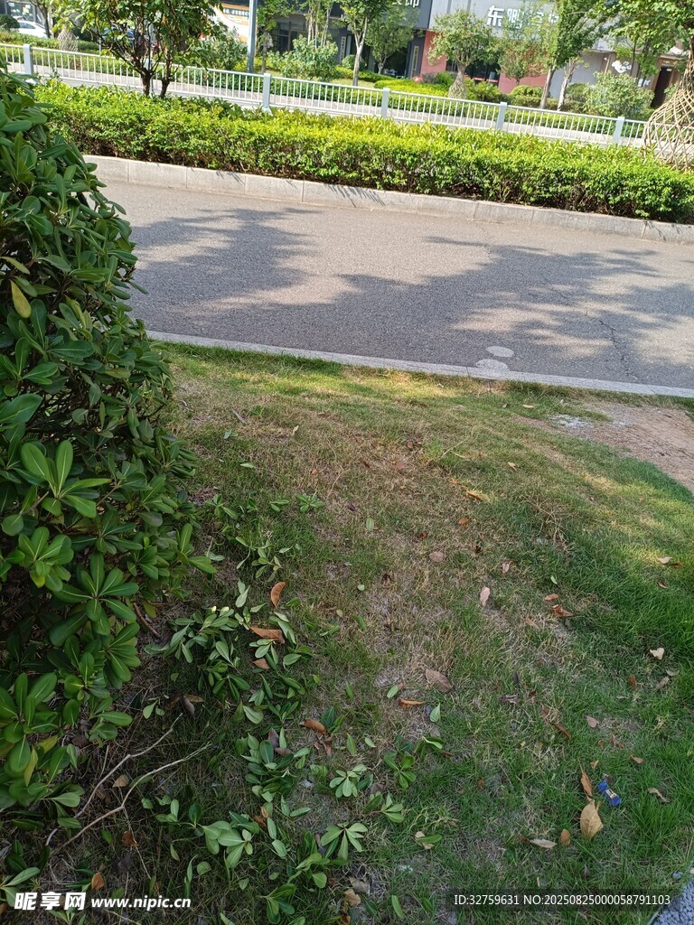 路邊綠植與草地景象