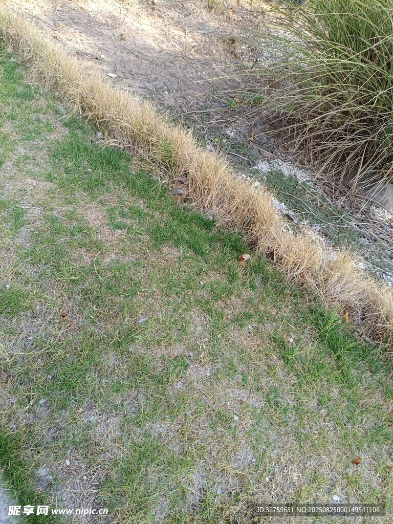 草地邊緣的枯黃草帶