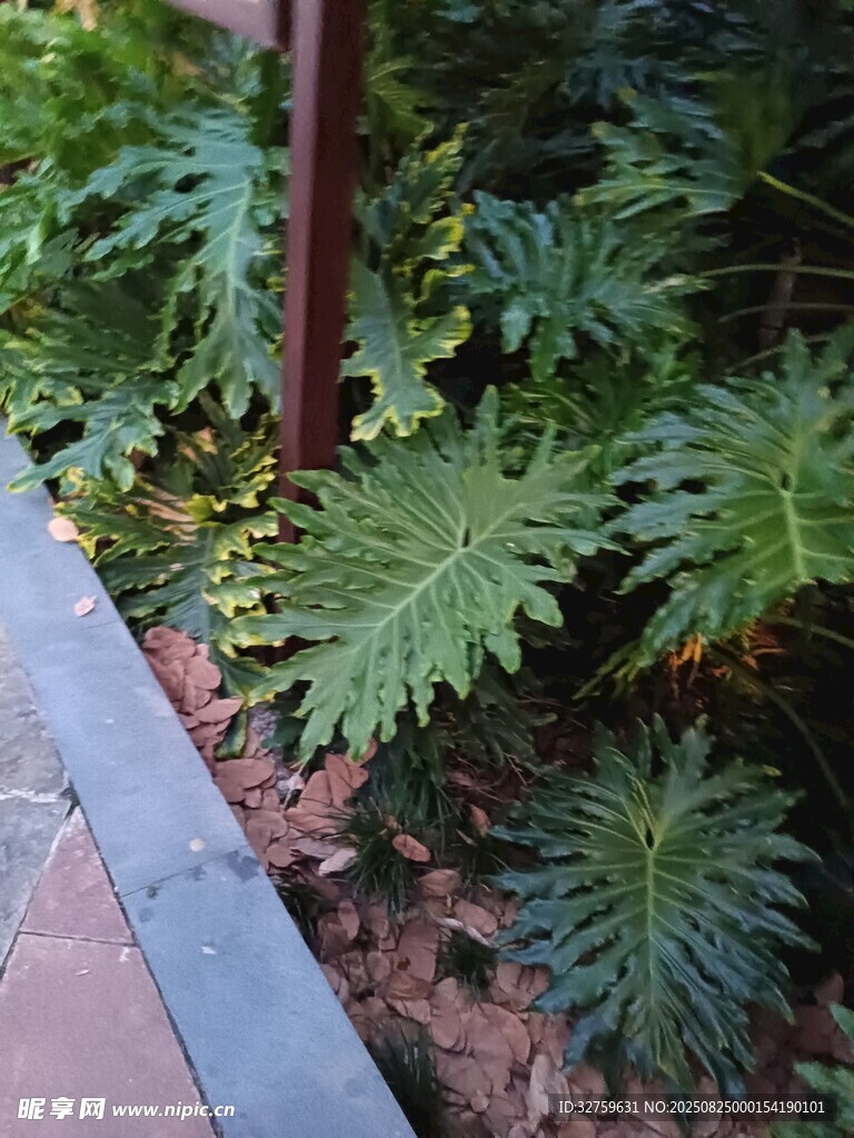 庭院綠植景觀一角
