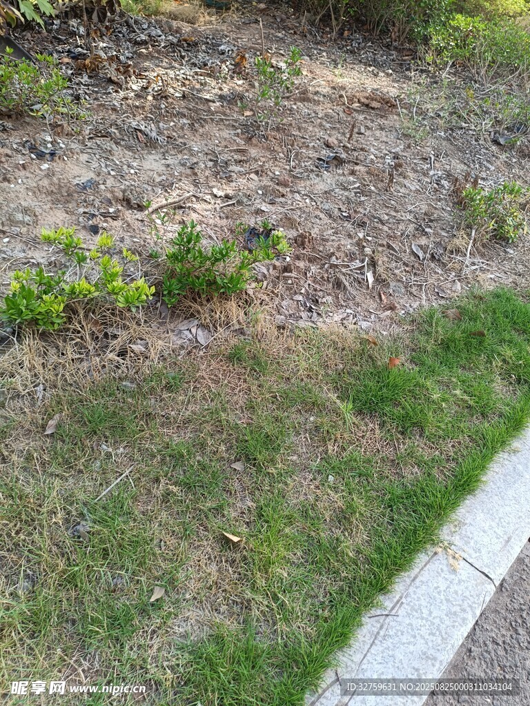 路邊草地與新生綠植