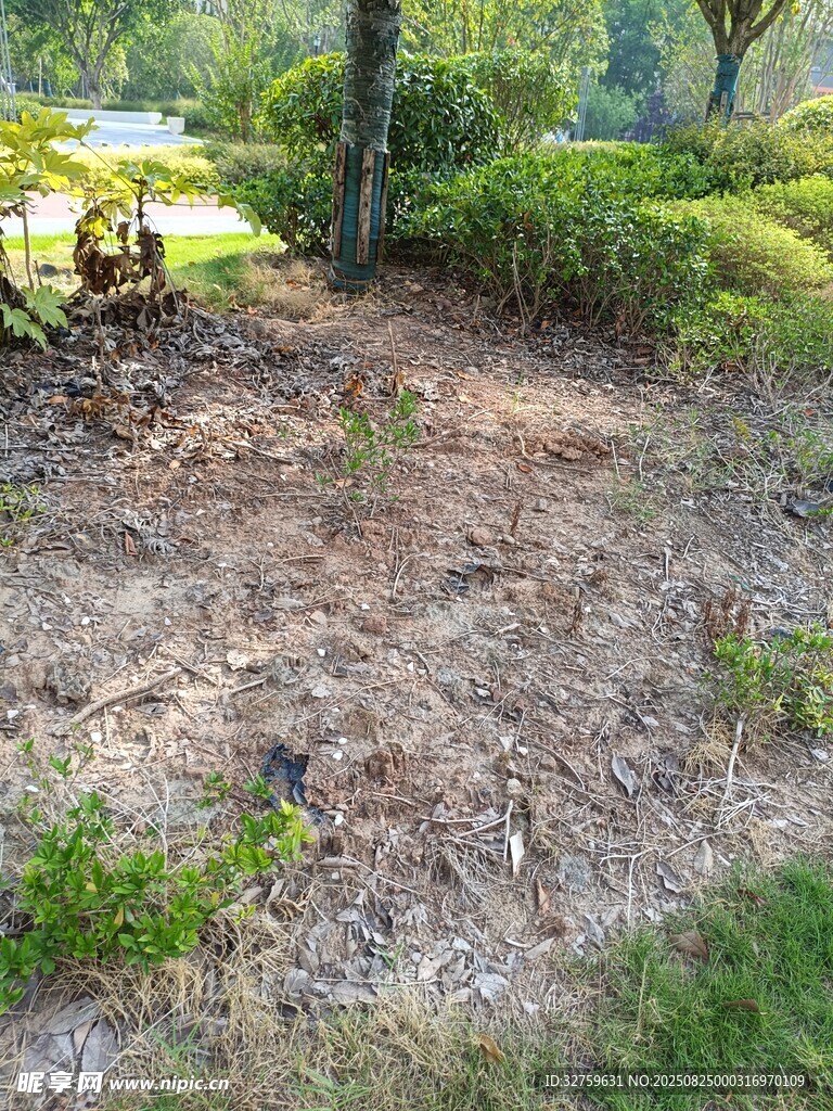 戶外林地中的荒蕪地面