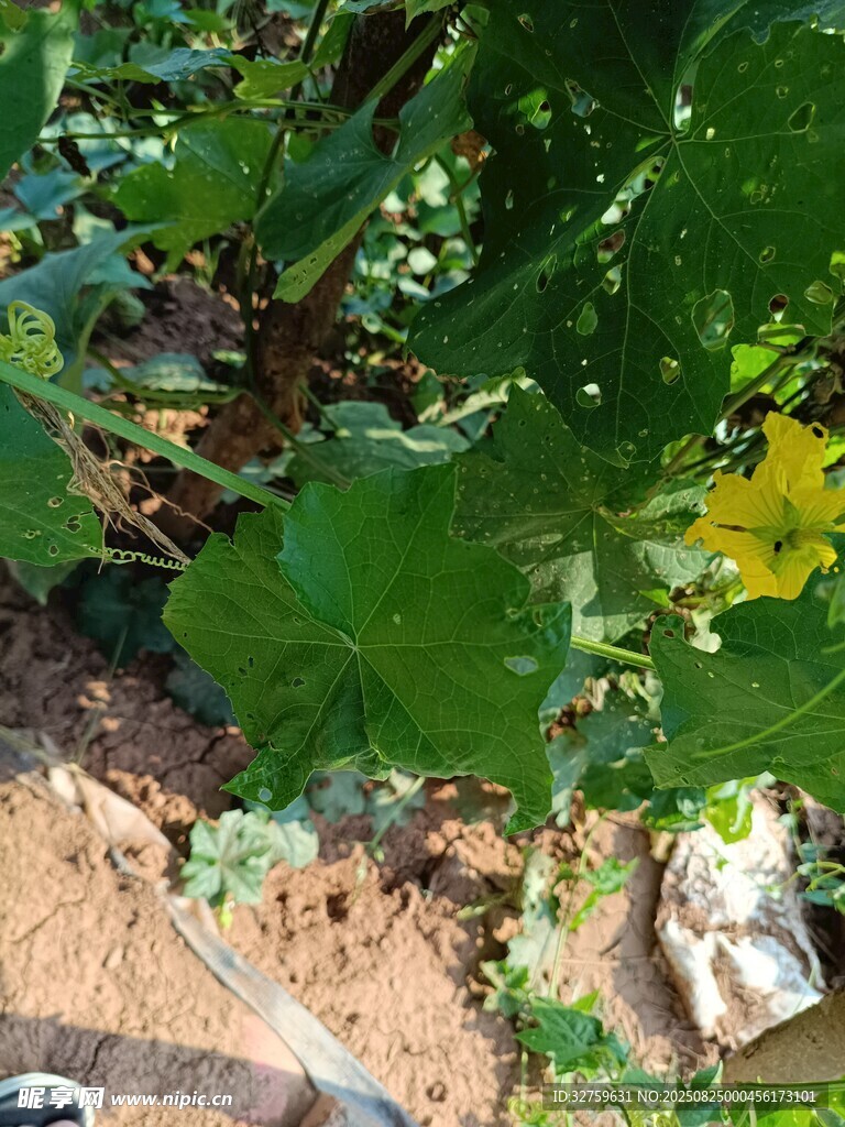 藤蔓上的黃色小花