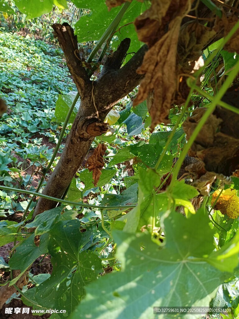 葡萄藤下的綠意景致