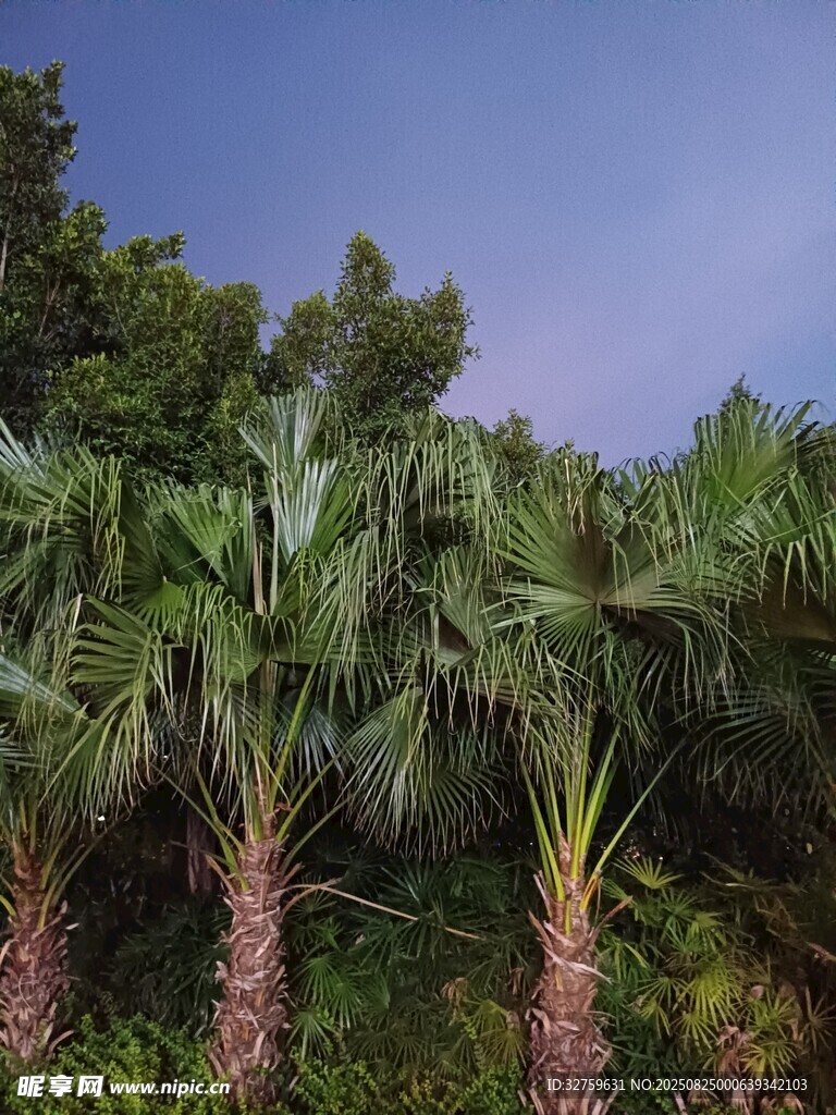 熱帶棕櫚樹林景觀