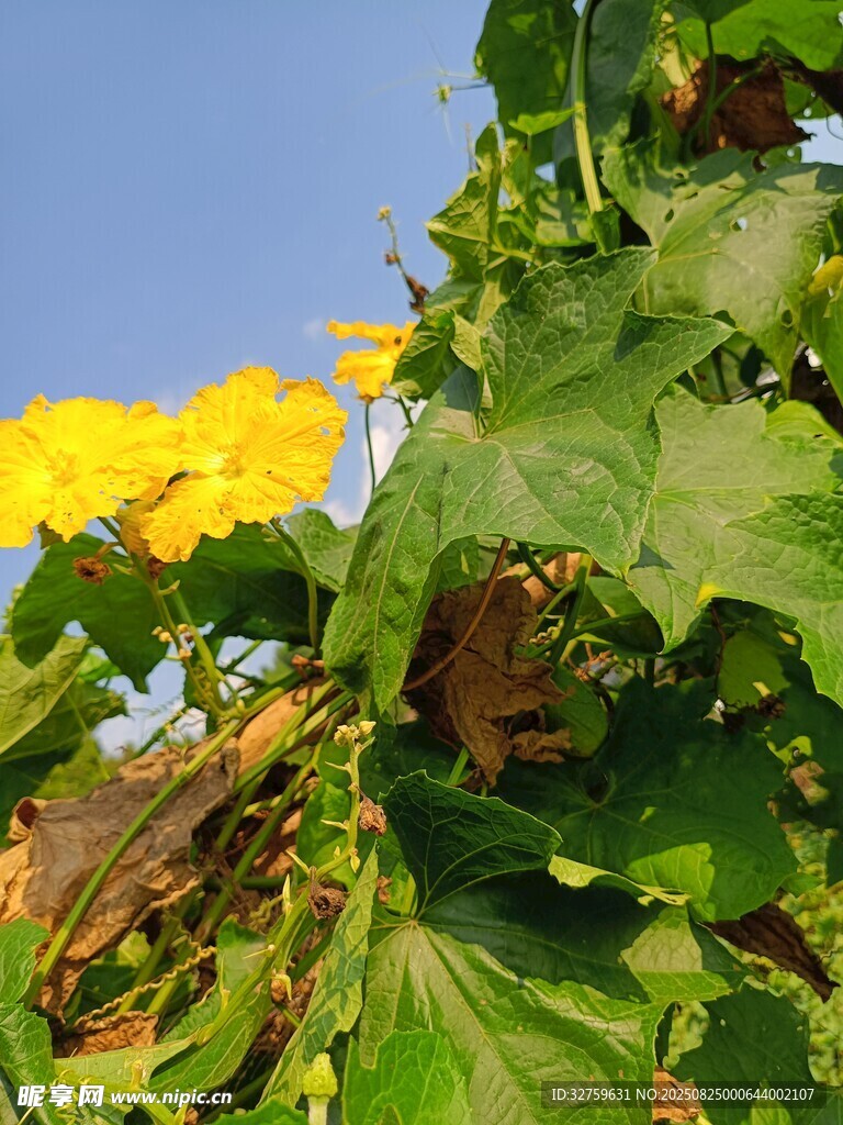 綻放的黃色南瓜花