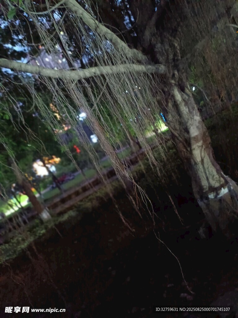夜晚林間的夢(mèng)幻蛛網(wǎng)