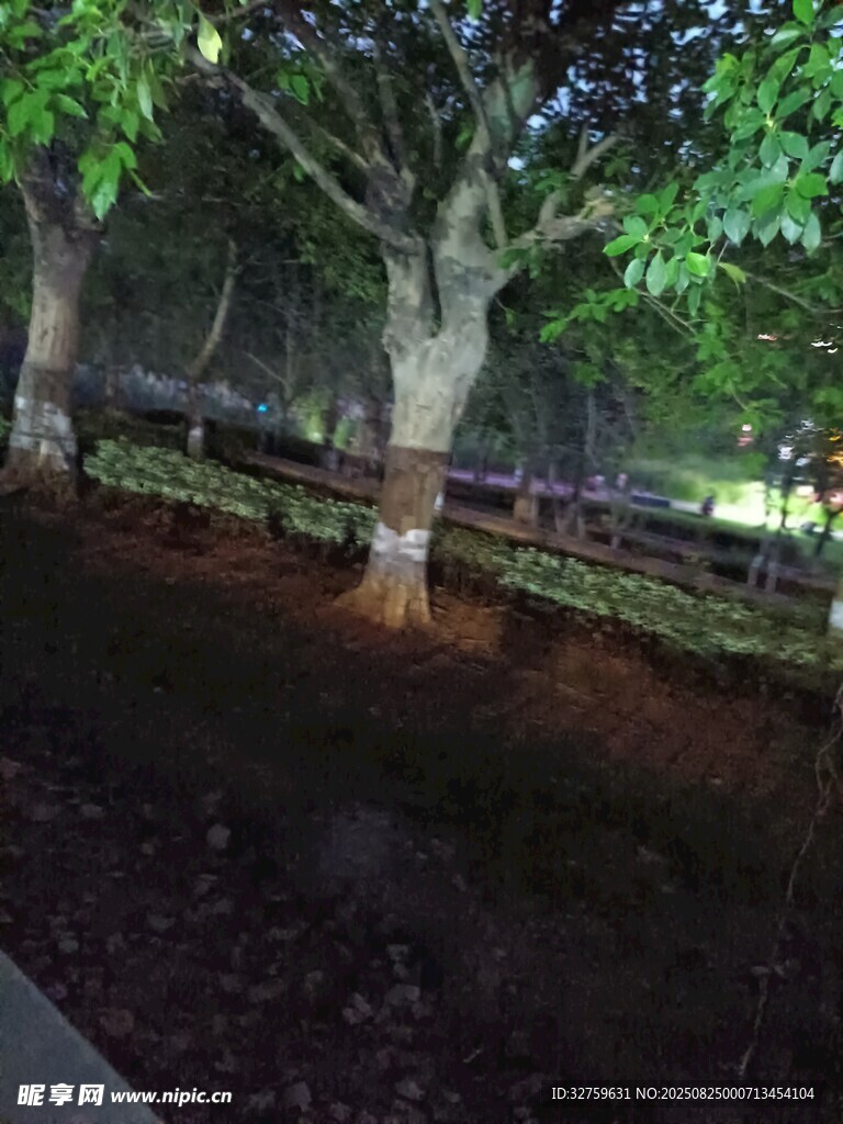 夜晚樹下的靜謐景致