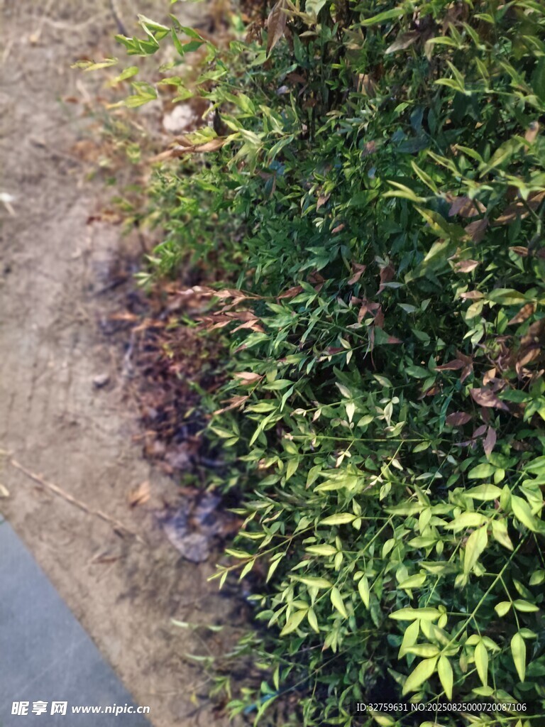 路邊繁茂綠植景象