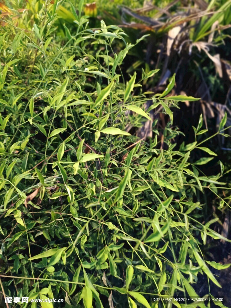 翠綠繁茂的水生植物景觀