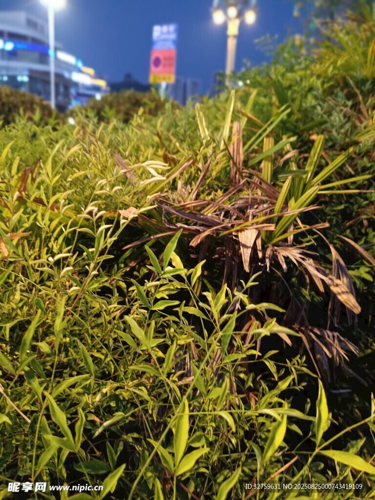 夜幕下的翠綠植物