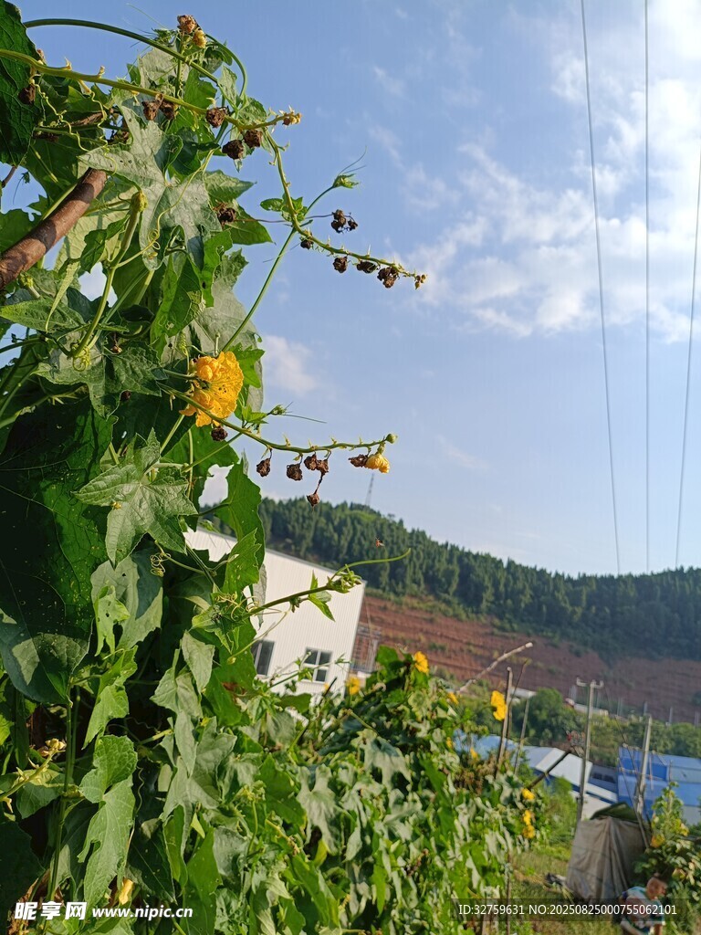 田園向日葵風(fēng)景