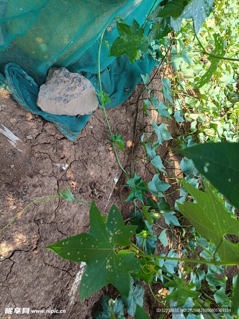 花園中的綠植與園藝工具