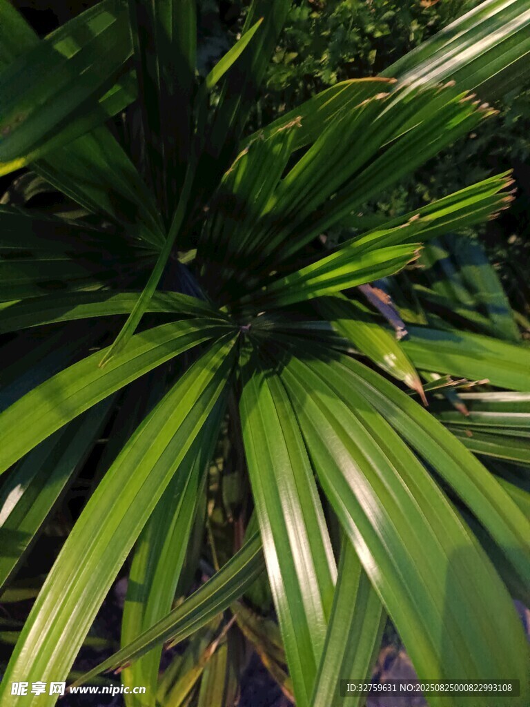 翠綠舒展的熱帶植物葉片