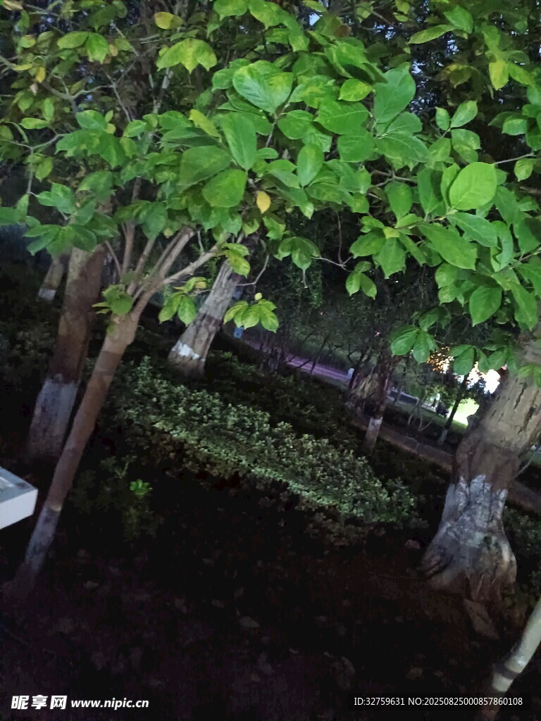 夜晚的綠樹景觀