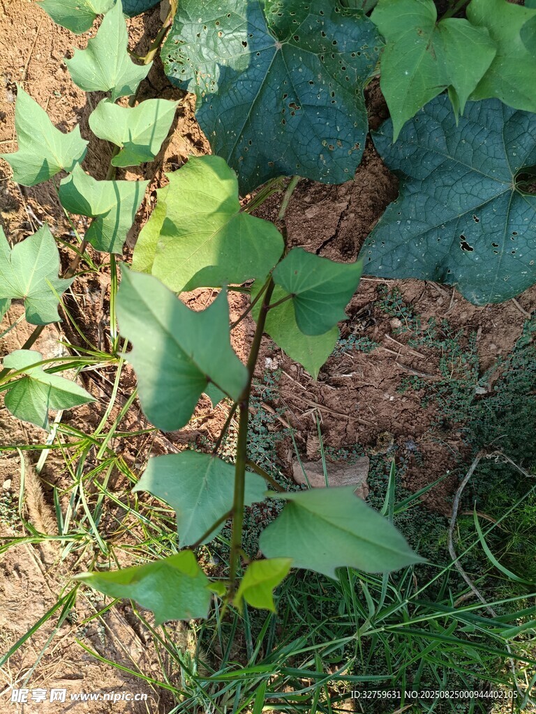野外生長的綠色植物