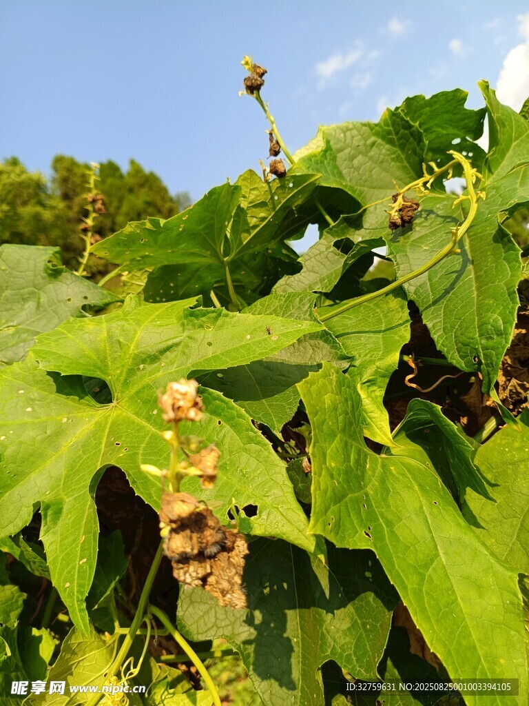 綠葉繁茂的植物特寫