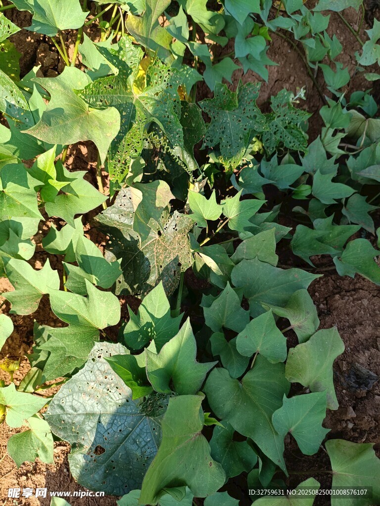 綠葉繁茂的地面植物景觀