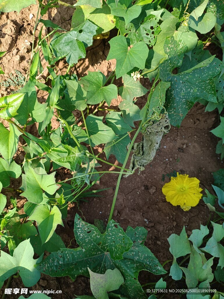綠葉叢中一朵黃色小花