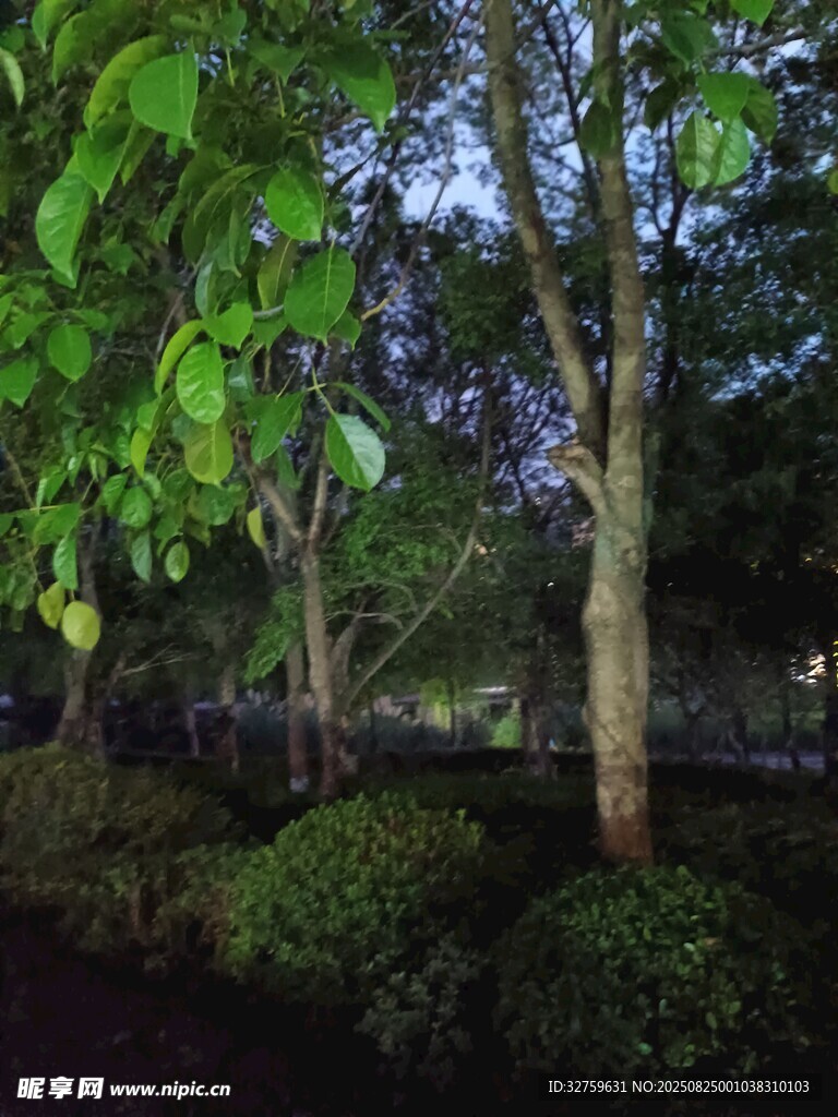 夜幕下的樹林景觀