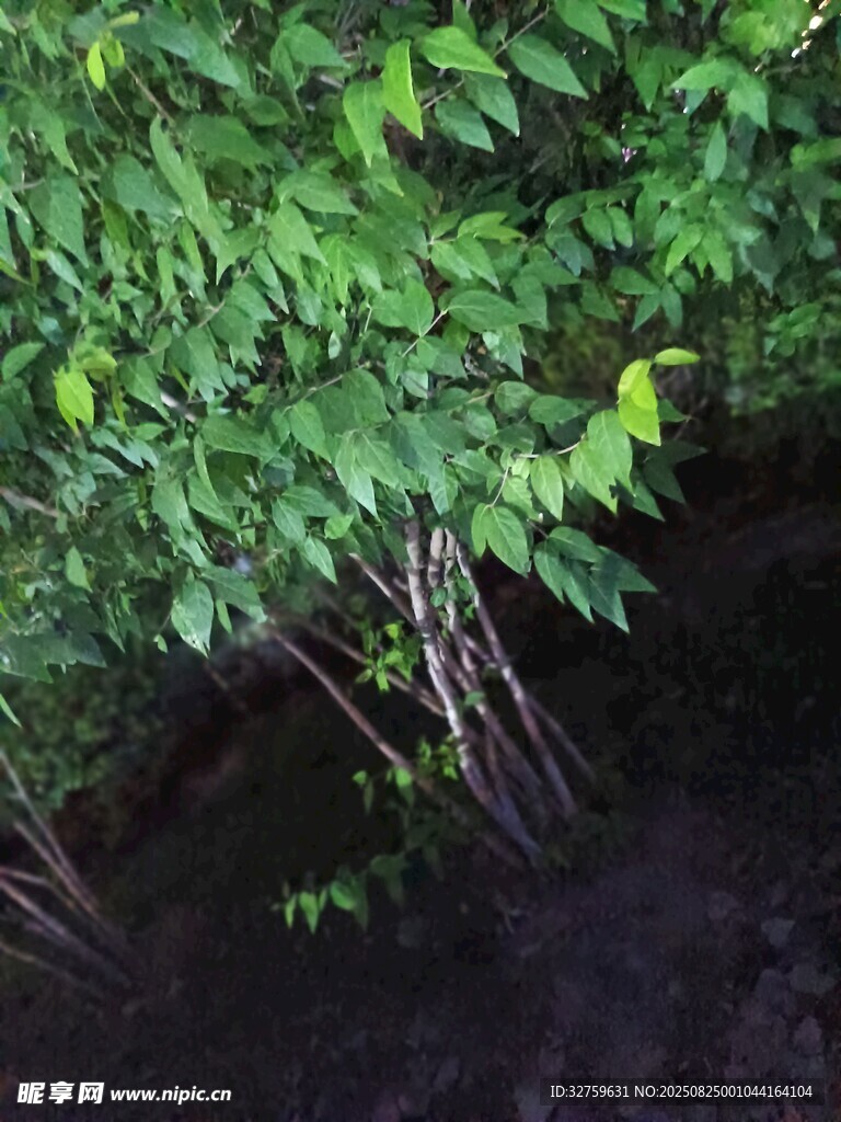 翠綠枝葉下的樹干