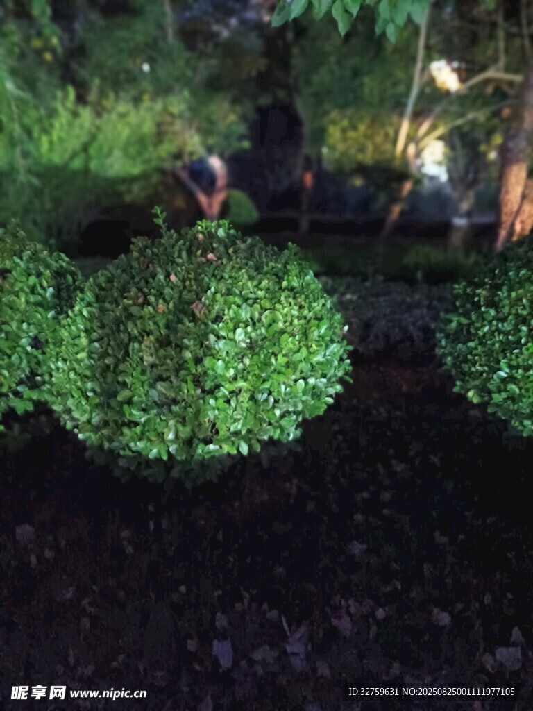 夜晚修剪整齊的發(fā)光綠植