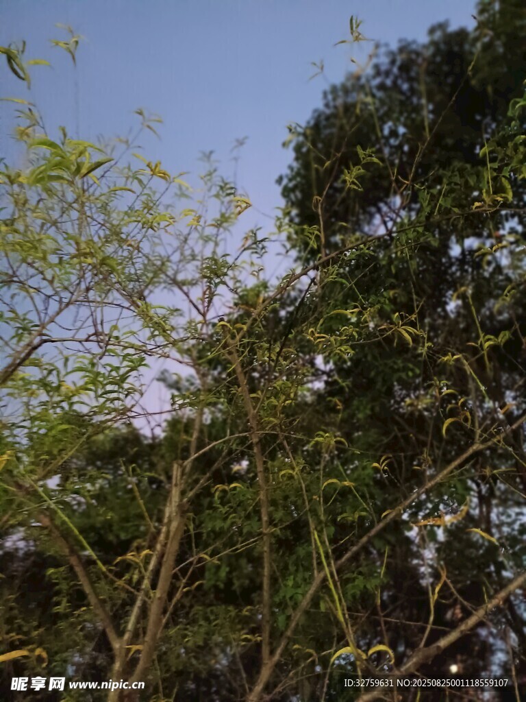 繁茂綠樹與藍天相映