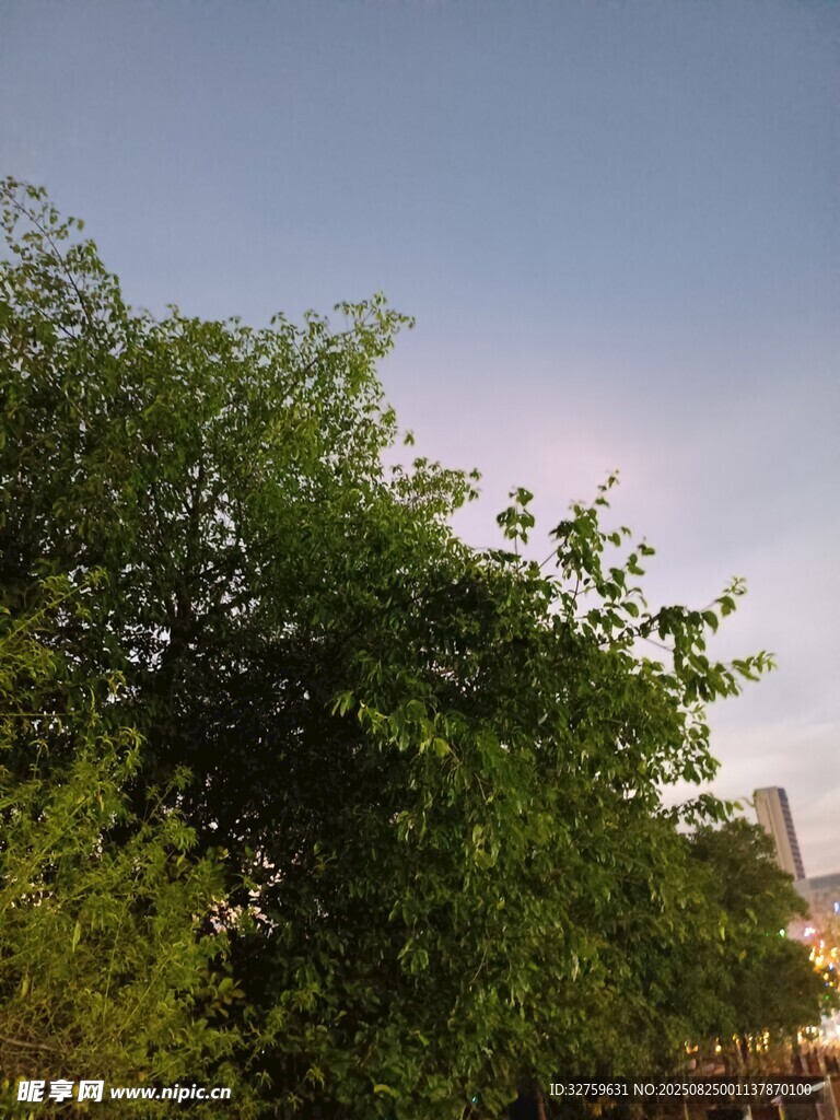 黃昏下的綠樹與天際