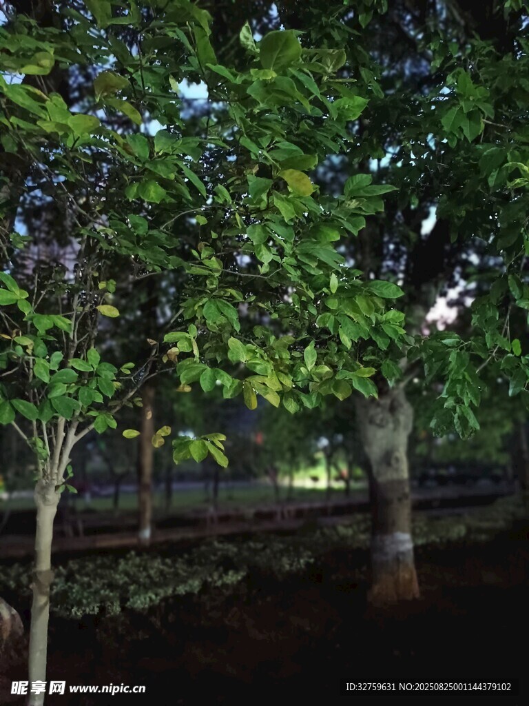 林間綠蔭