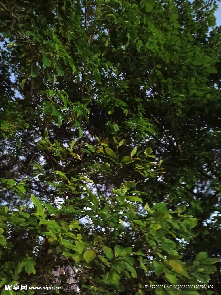 繁茂綠樹間的細(xì)碎光影