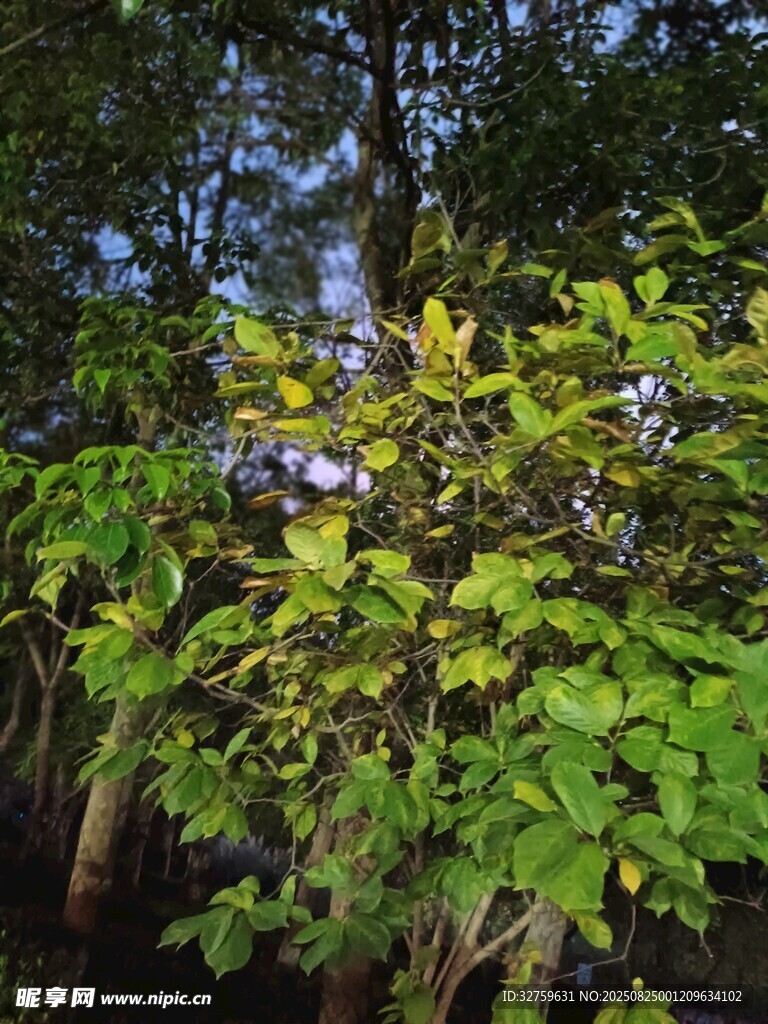 繁茂綠植展現(xiàn)自然生機(jī)