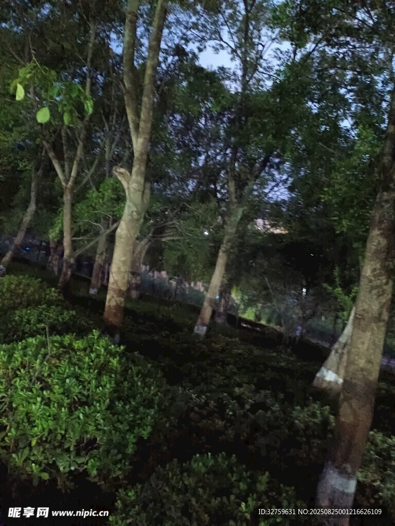 夜幕下的樹林與綠植景觀