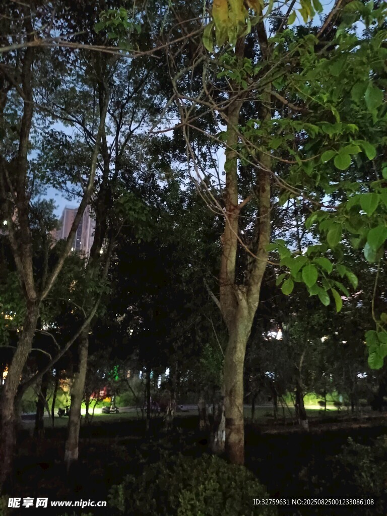 夜晚公園樹林靜謐景象