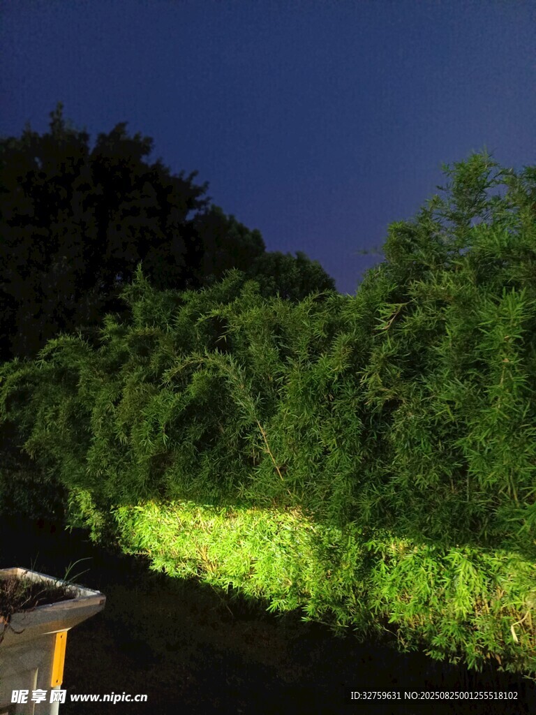 夜幕下綠意盎然的植物景觀