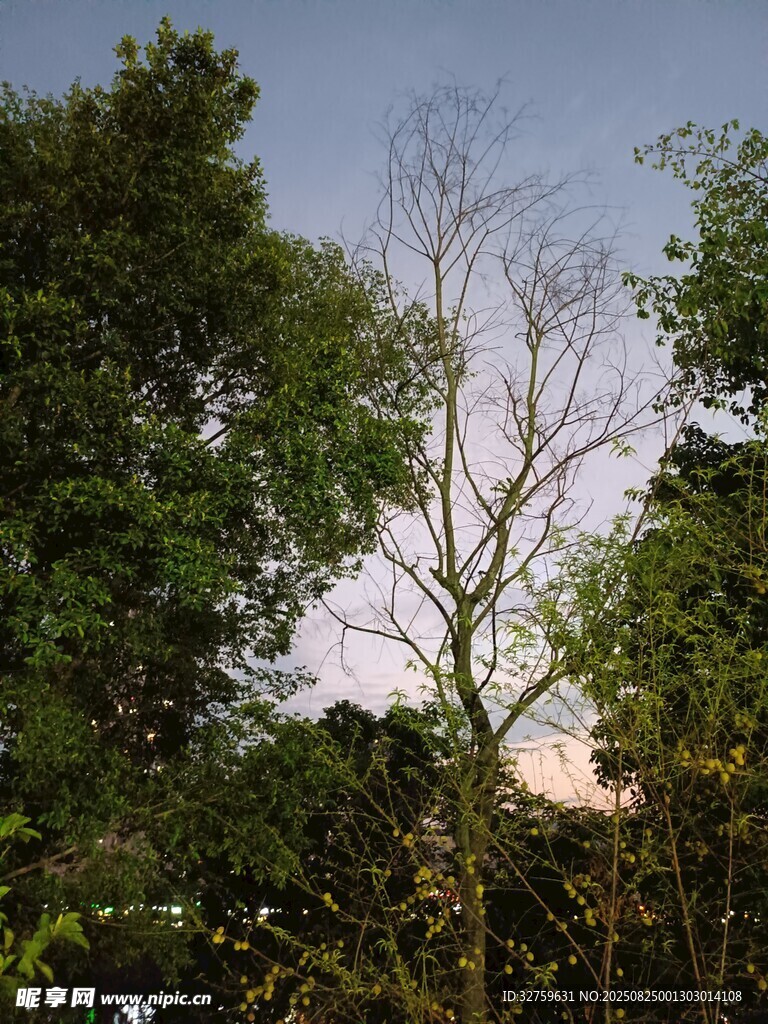 林間枯樹與繁茂綠樹景象