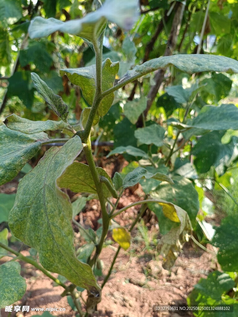 田間生長(zhǎng)的綠色植物
