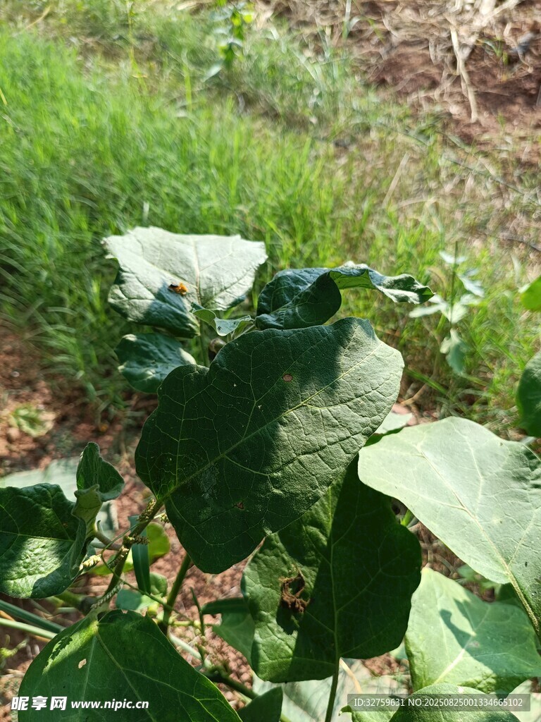 田間綠葉植物生機(jī)勃勃
