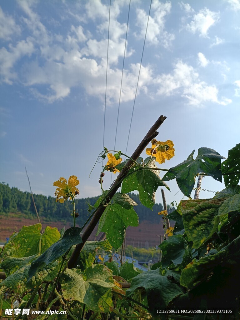 田野間綻放的黃色小花