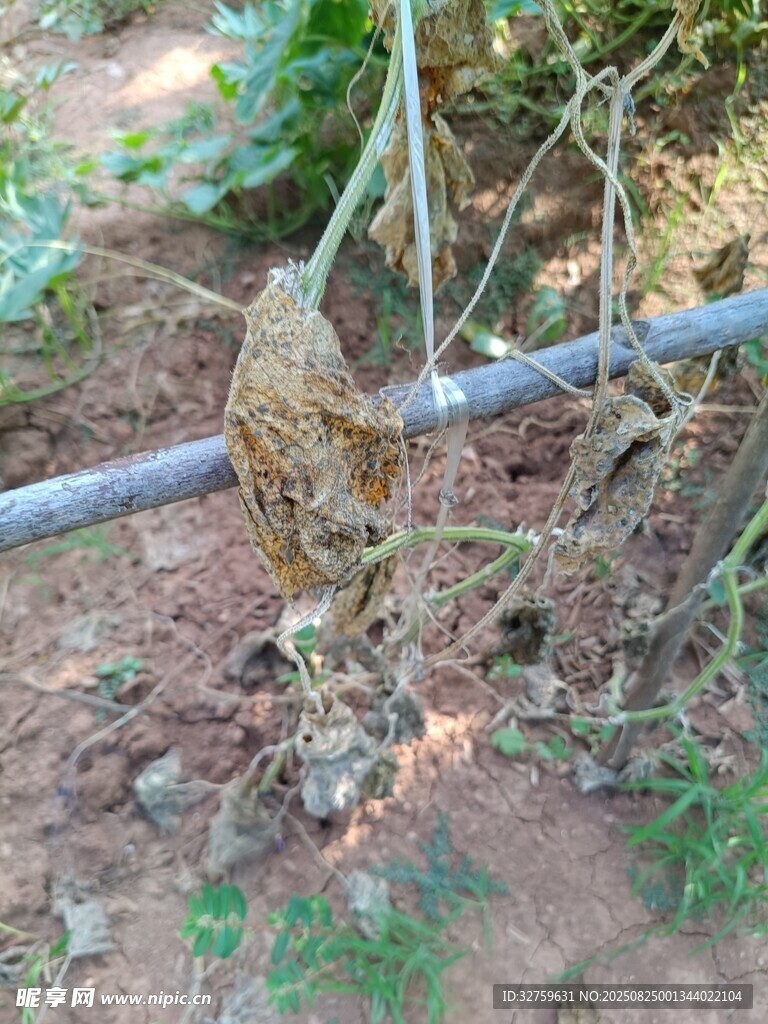 纏繞在桿上的藤蔓植物