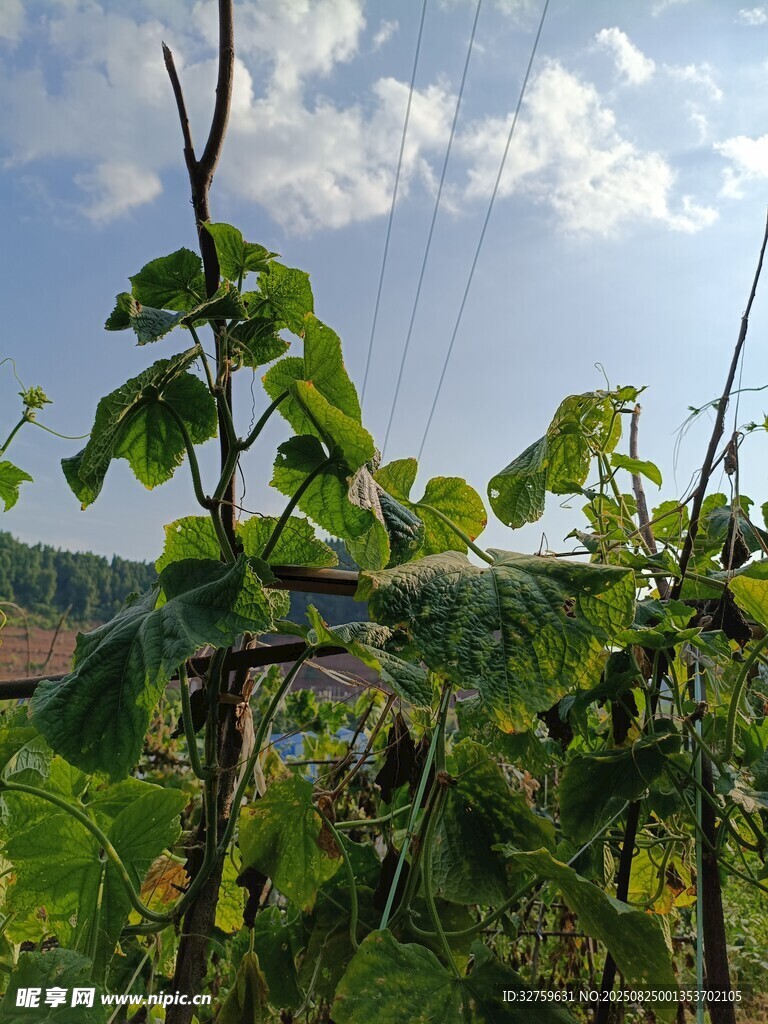 陽光下的繁茂植物