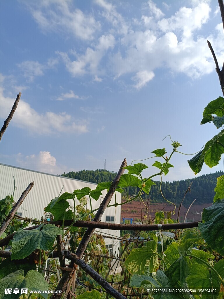 田園風(fēng)光中的綠植與遠(yuǎn)景