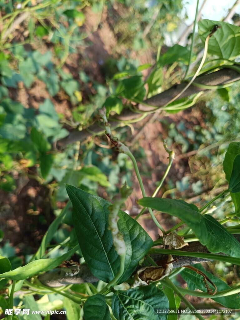 綠葉藤蔓的自然景象